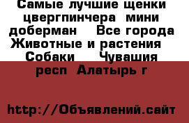 Самые лучшие щенки цвергпинчера (мини доберман) - Все города Животные и растения » Собаки   . Чувашия респ.,Алатырь г.